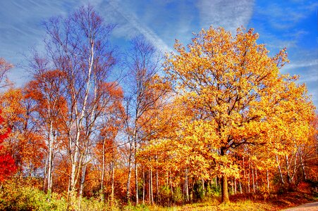 Fall foliage forest colorful photo