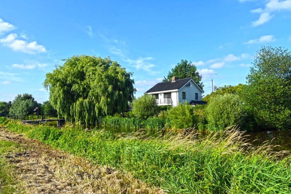 Weeping willow tree path photo