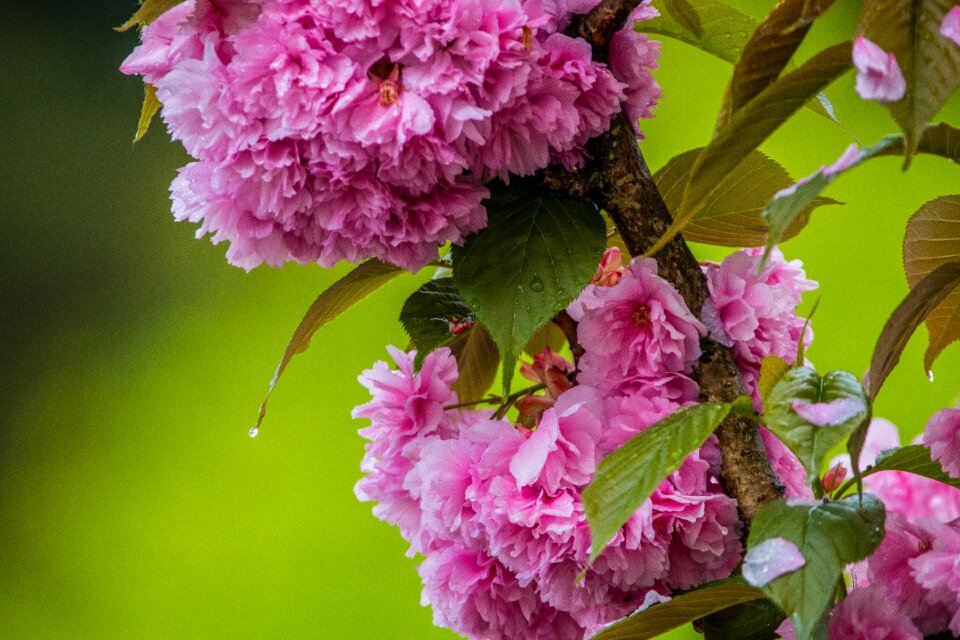 Rain water pink