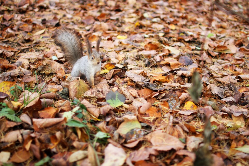 Rodent animals nature
