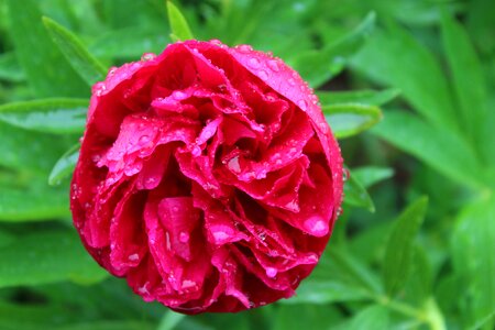 Bloom spring double flower