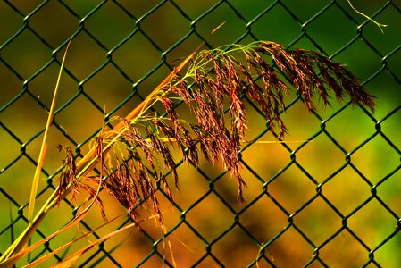 Feathery fence wire photo