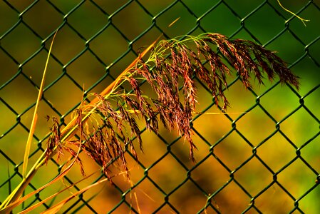 Feathery fence wire