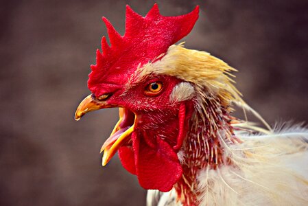 Fowl head beak