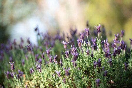 Flora violet plant photo