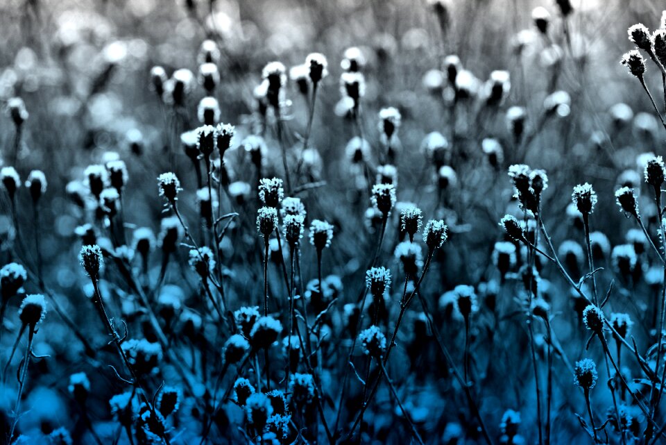 Withered autumn blue plant