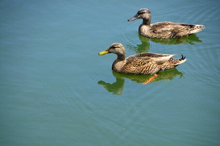 Bird avian wildlife