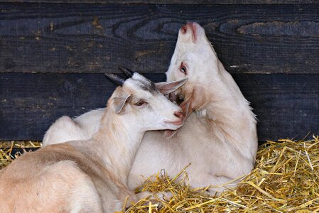 Mammal livestock ruminant photo