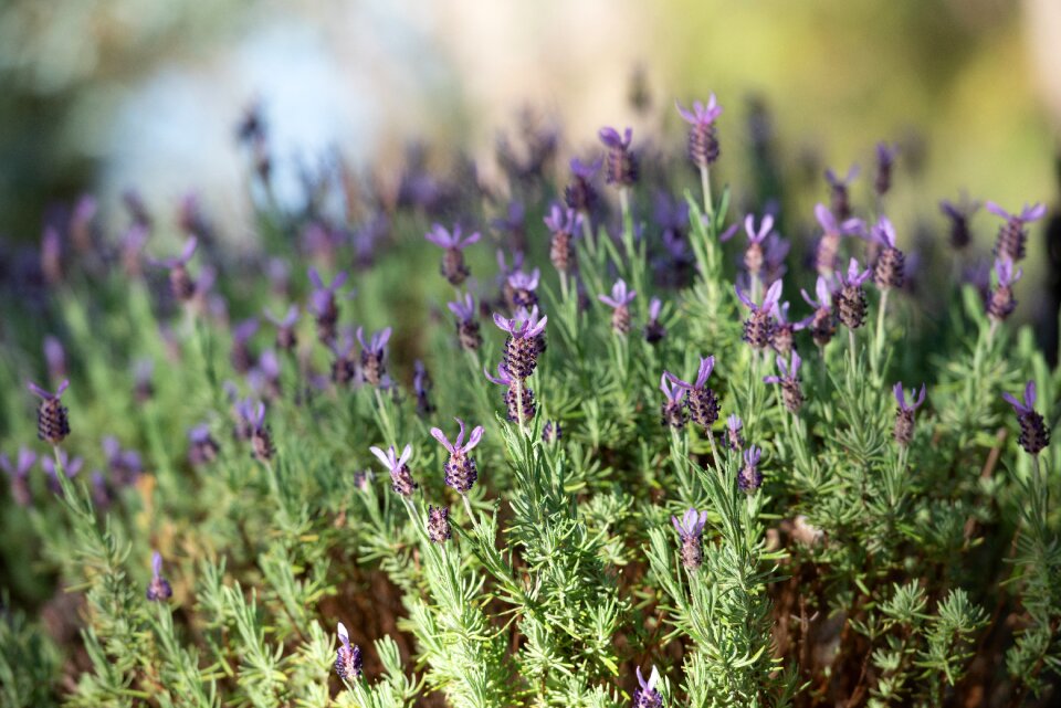 Flora violet purple photo