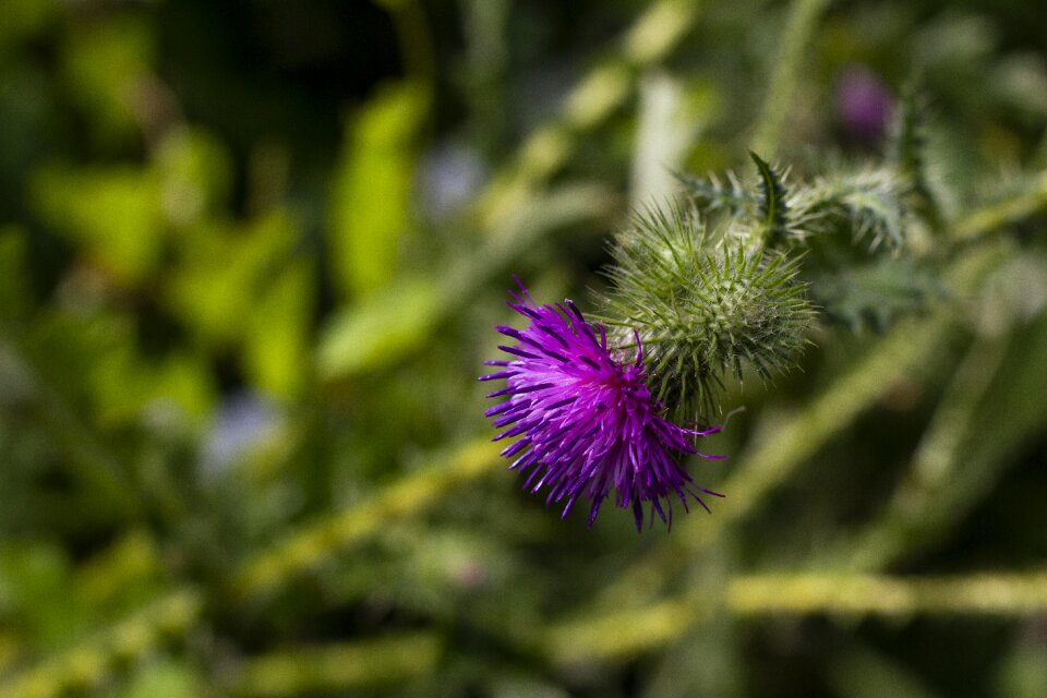 Plant prickly green