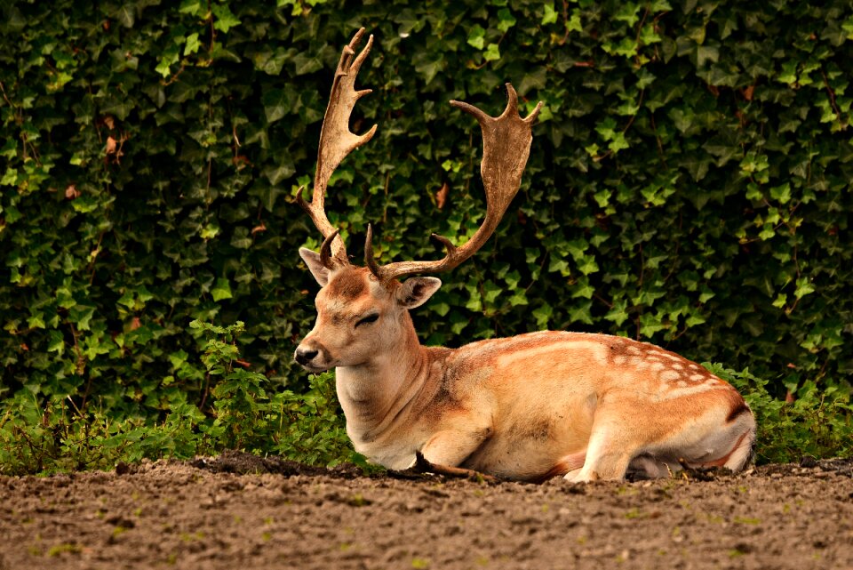 Captivity lying down resting