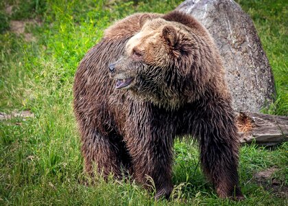 Montana bozeman montana grizzly encounter