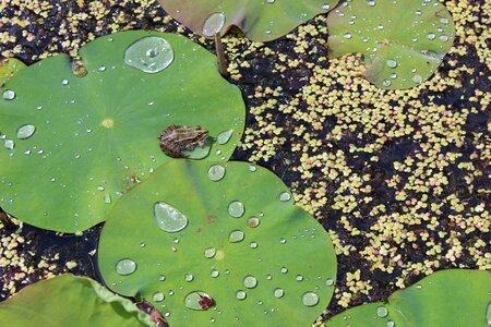 Water waters leaves photo