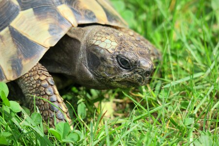 Animal reptile turtle