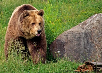 Montana bozeman montana grizzly encounter