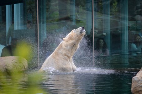 Animal swimming bear mammal