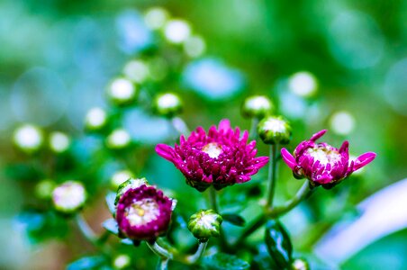 Nature close up macro