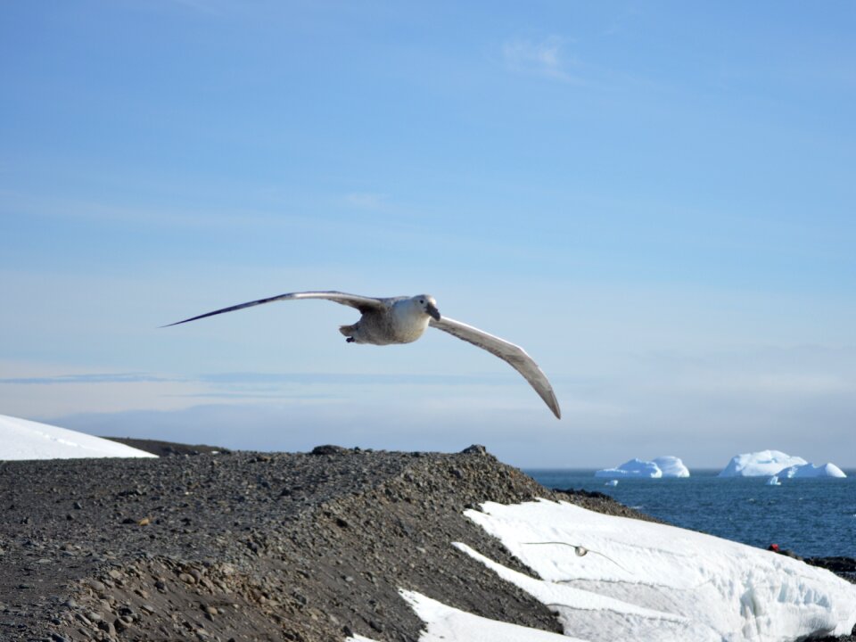 Flight antarctica animals