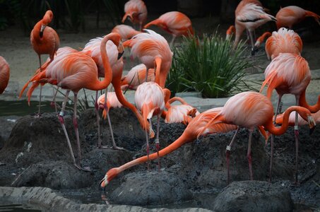 Flamingo exotic bird