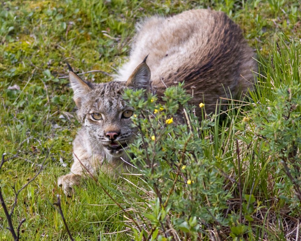 Looking crouching stalking