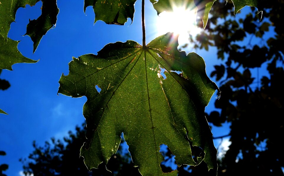 Leaves forest green photo