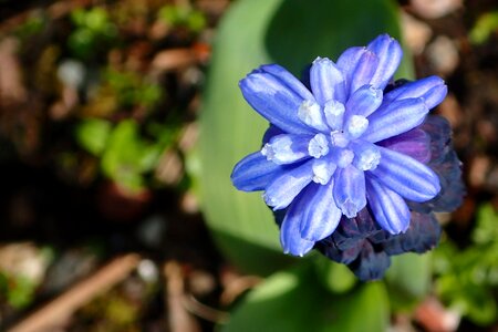 Bulb garden spring