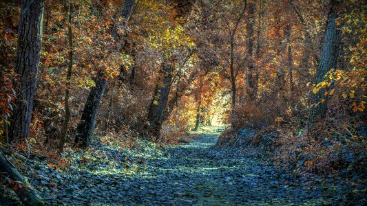 Trees forest nature