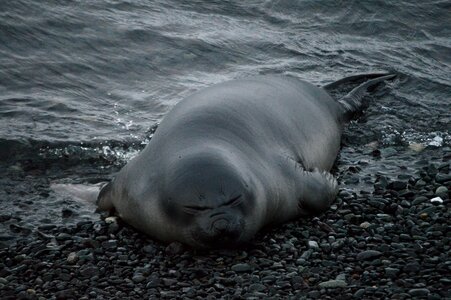Antarctica antarctic costa