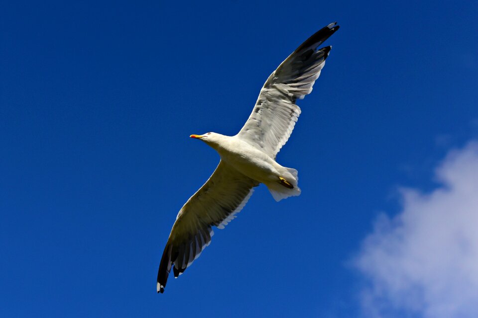 Animal wildlife flight