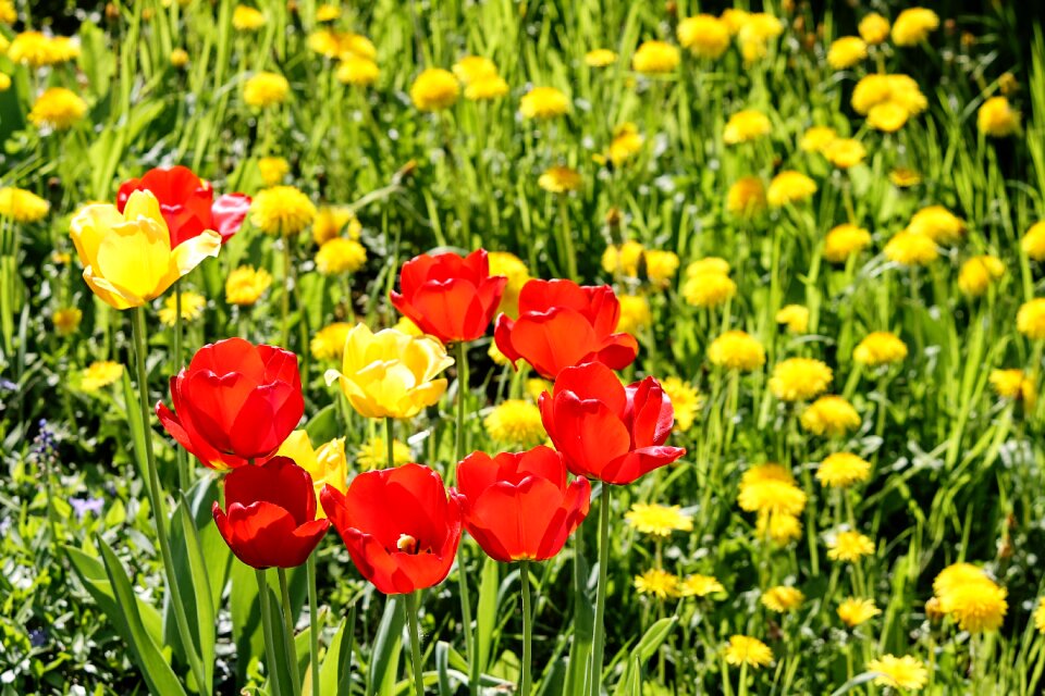Spring meadow bloom
