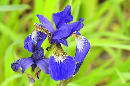 Iris blue spring photo