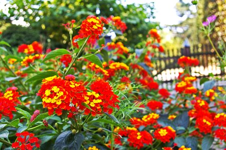 Blossom bloom orange photo