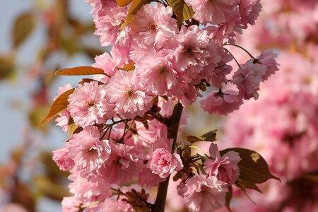 Tree cherry blossom blossom photo