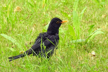 Young bird plumage black