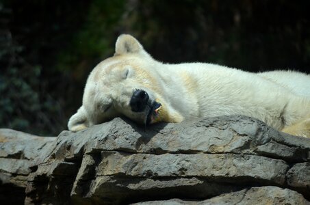 Funny sleeping bear cute photo