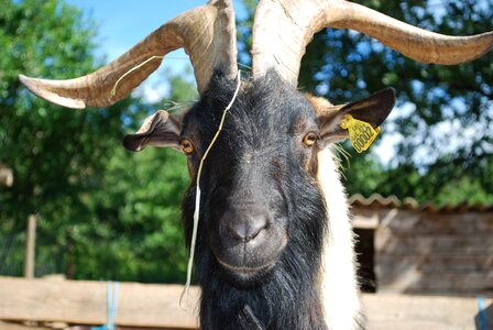 Goat farm horns