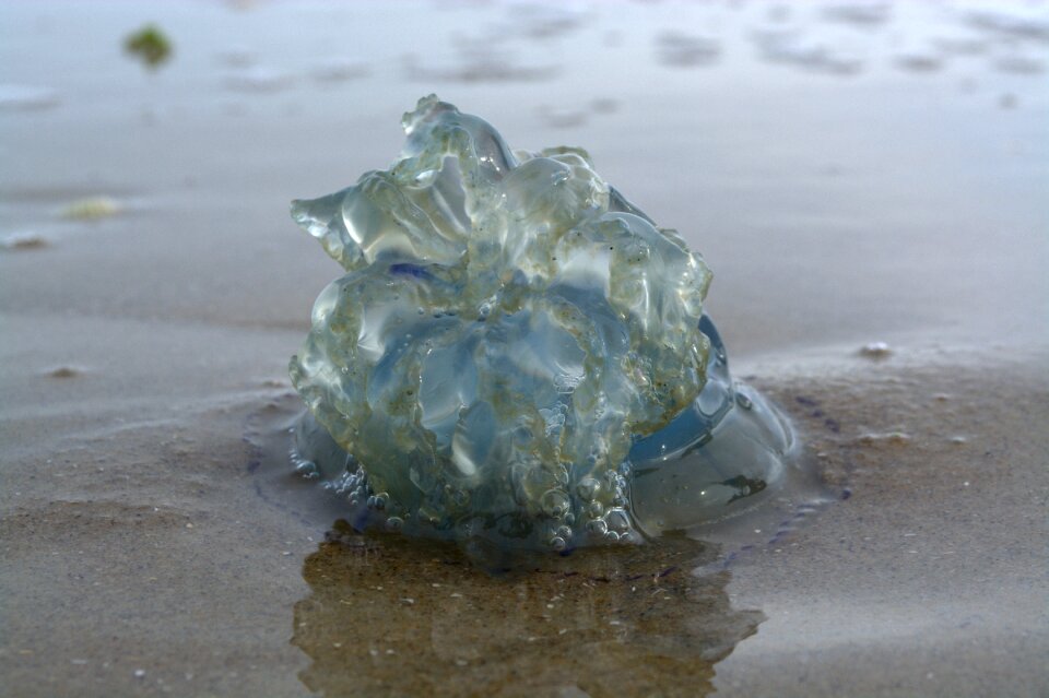 Blue jelly animal world photo