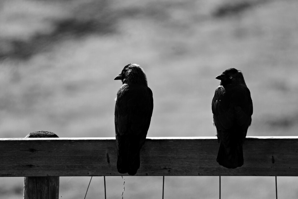 Corvidae sitting fence