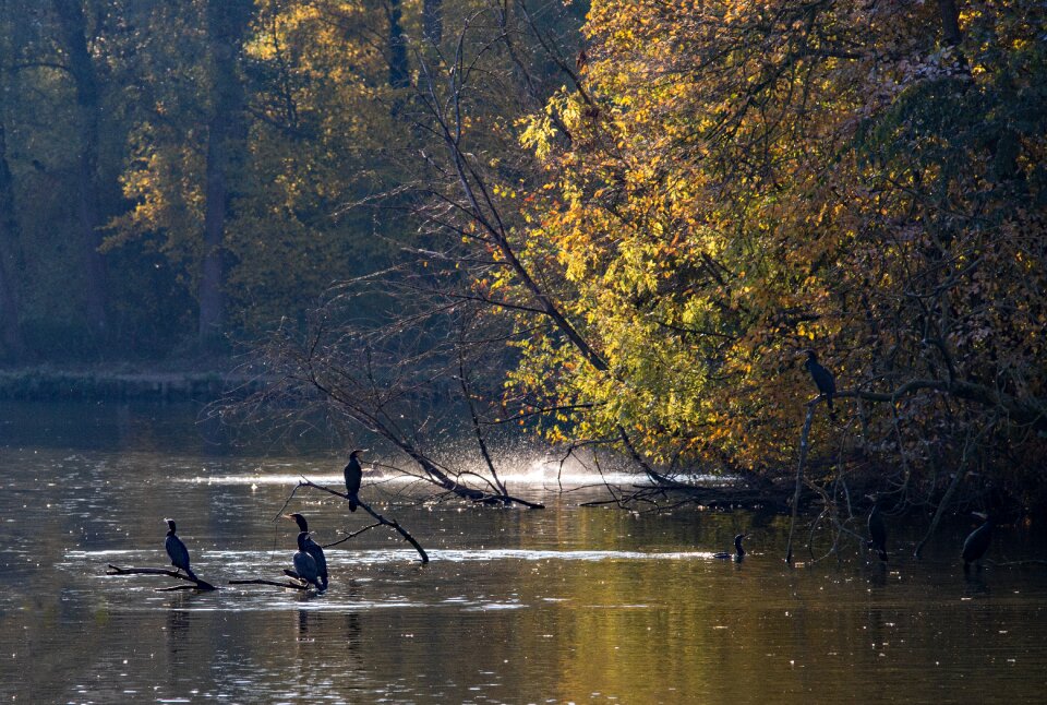 Animal world autumn fauna