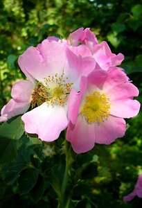 Summer flora petals