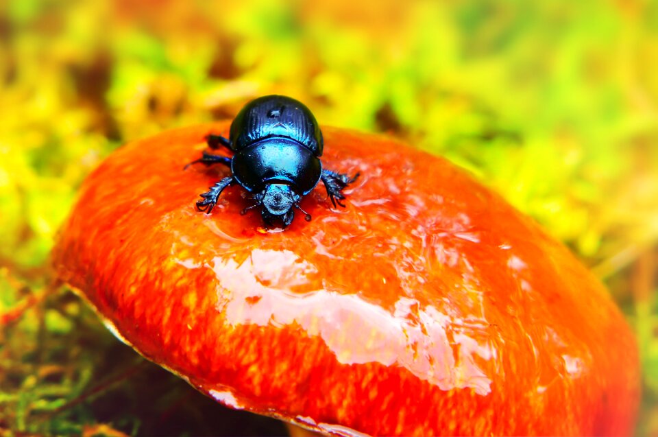 Mushroom maslak rain