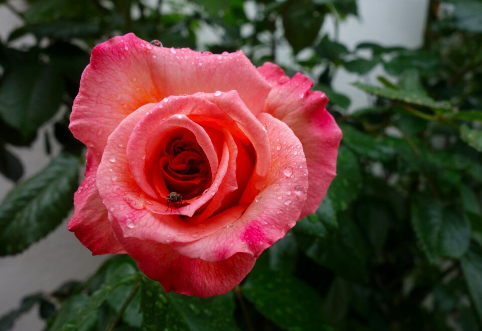 Bloom pink nature
