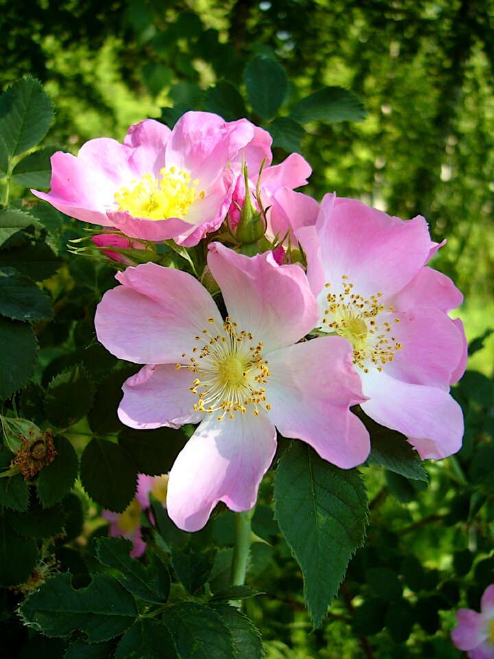 Summer flora petals