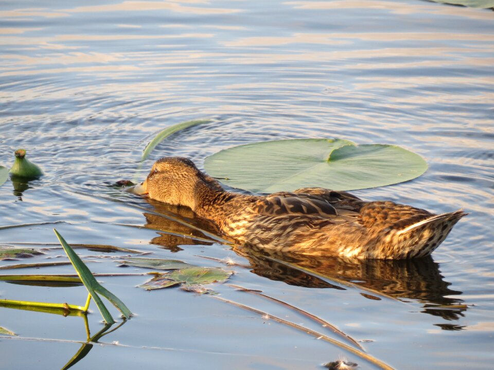 Bird nature summer
