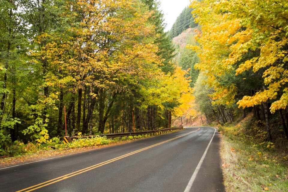 Foliage scenic colorful