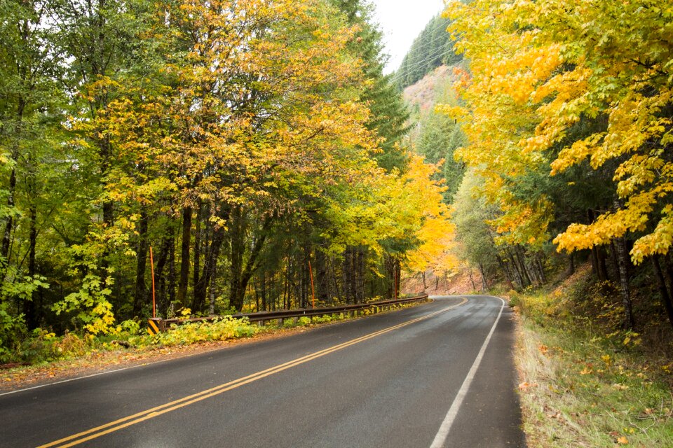 Foliage scenic colorful photo