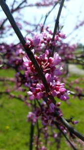 Branch flower season