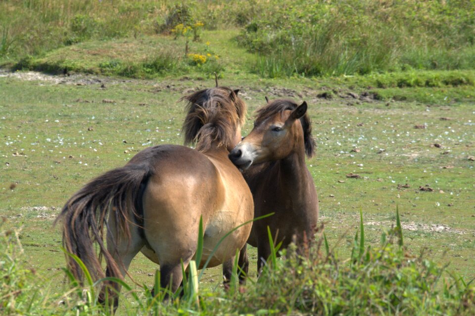 National park dunes horses