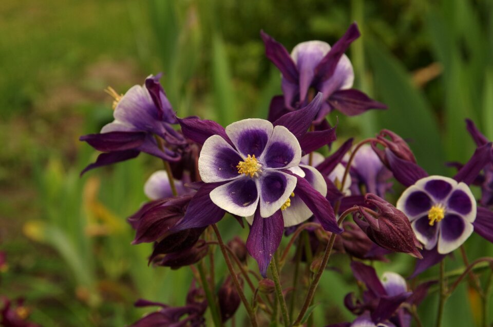 Purple flowers flower Free photos