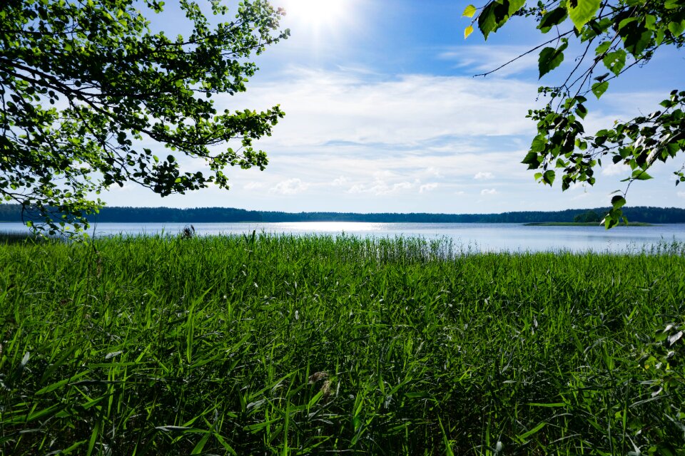 Water grass green leaf photo